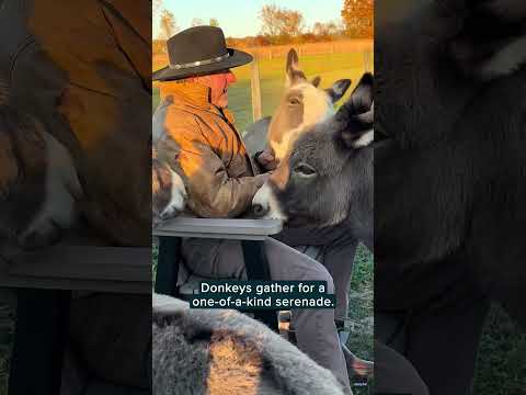 These donkeys are getting their own farmyard concert! | Humankind #shorts #farm