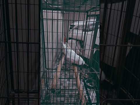 Kuku parrot dancing in cage #whatsappstatus #short #viral #parrot #parrottalking #whiteparrot