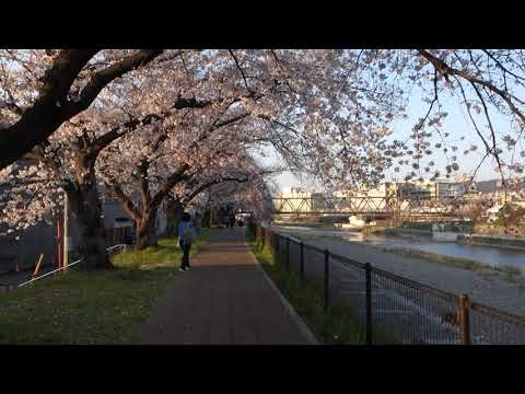 京都車站鴨川附近賞櫻私房景點