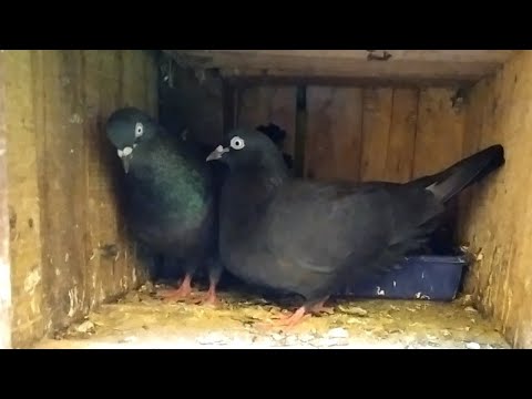 Pigeon loft Updates in tamil | Pet Pigeon | 21/2/2021 | #pigeonchicks #chicksgrowth #puravalarpu