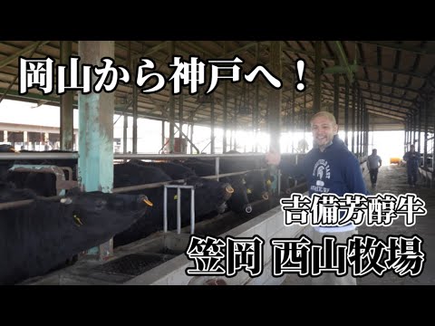 吉備芳醇牛の視察で笠岡の西山牧場に見学に行ってきました！岡山から神戸市場にも出荷されている黒毛和牛