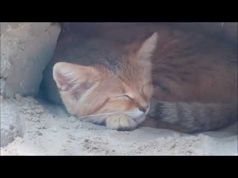 2023年4月のベルリン動物園