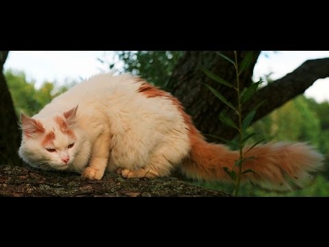 Animal Planet   :  Cats 101 ~ Turkish Van