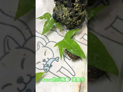 ￼Anna的小烏龜 進食中 #寵物 #sunnyyummy的玩具箱