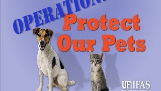 Operation: Protect Our Pets - When Fleas Attack