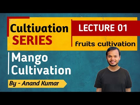 Mango Cultivation ll Cultivation seriesll #agriculture #ecohillagri #cultivation #fruits