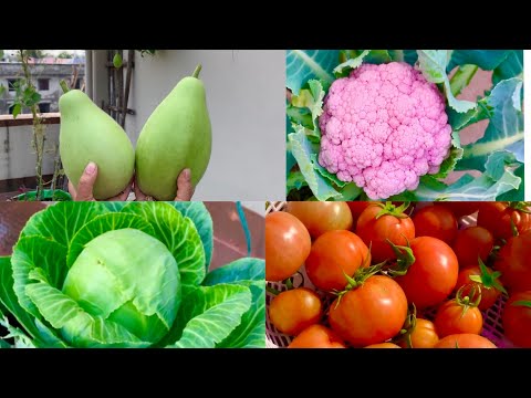 Best Vegetable Seeds To Grow In October Month // October Growing Vegetables