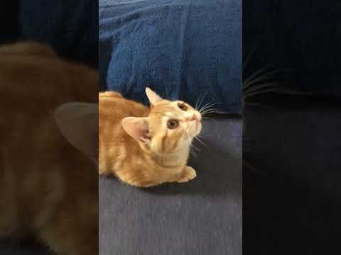 【ねこ動画】クラッキング