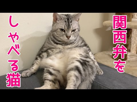 猫がスコ座りでソファーの場所を取り合い！おしゃべりペット