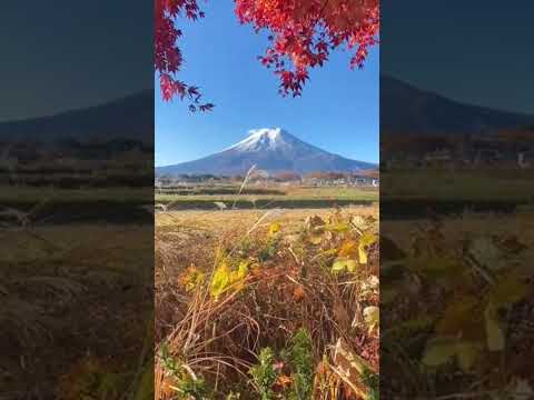 #nature#autumn#leaves#sunny