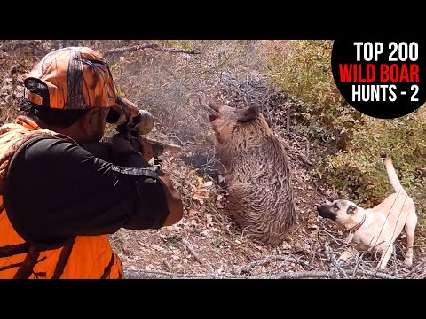 TOP 200 EPIC WILD BOAR HUNTS - PERFECT SHOTS - PART 2