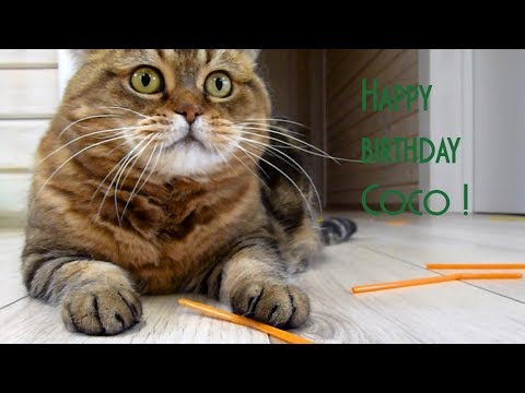 The best funny kitten, mom cat, cute cat  , Happy birthday Coco!