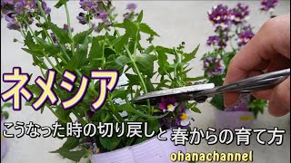 【ネメシア】伸びてしまった時の切り戻しと、失敗しない！春からの育て方 [Nemesia] Cutting back and how to grow from spring