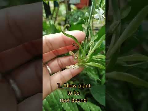 How to make your spider plants produce blooms 3 tips / #shorts