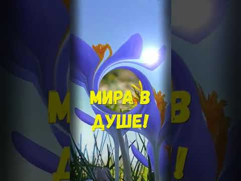 С добрым утром! Мира в душе! #shorts