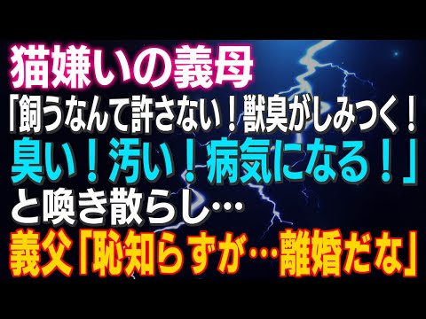 【スカッとする話】猫嫌いの義母「飼うなんて許さない！獣臭がしみつく！臭い！汚い！病気になる！」と喚き散らし…義父「恥知らずが…離婚だな」