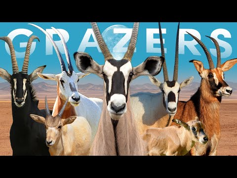 All 7 Grazing Antelope Species (One With 30-90 Remaining)