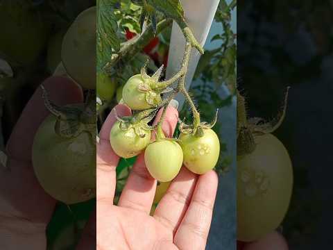 how to pollinate tomato flowers #tomato #terracegarden #ytshorts #gardening