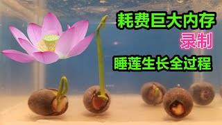 Record the whole process of water lily growth in 0-30 days. Huge memory consumption