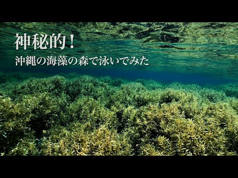 サンゴだけじゃない！神秘的な海藻の海でシュノーケリングしてみた｜沖縄本島宮城島ウクの浜