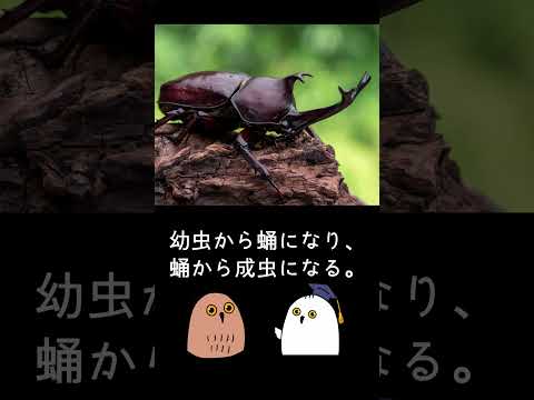 【ゆっくり解説】変態大進化【進化論 / 科学 / 昆虫】