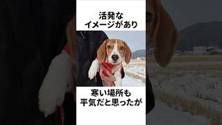 ビーグルを飼って分かった事