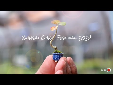 Bonsai Ohno Festival 2024. [Bonsai Q]