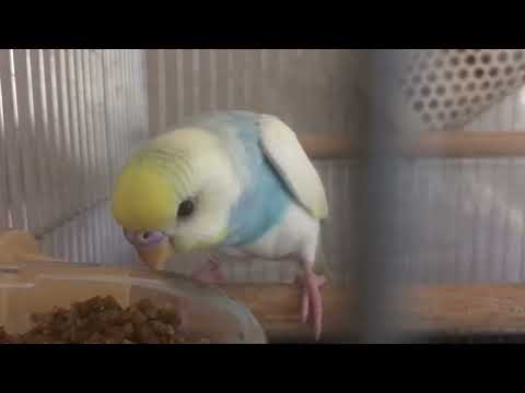 2022年7月31日 おはよう☀ 朝ごはんを食べるインコ