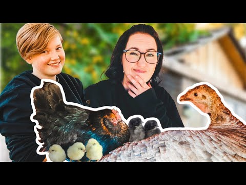 This CHICKEN kidnapped the TURKEY'S BABIES and she is not happy!