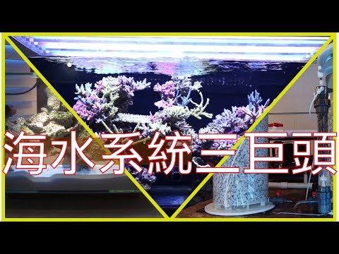 『水族系列 ep06』水族教學 | 海水系統其實很簡單 來看看哪個適合你『CC字幕』