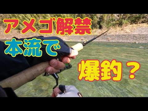 本流アメゴ(アマゴ)   解禁　本流で尺オーバー２本！