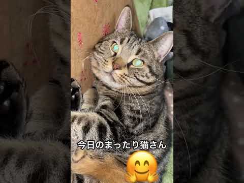 #cat #猫のいる暮らし #猫のいる生活 #ねこ動画