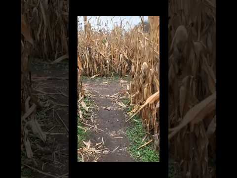 Corn Maze With Awesome Friends Pt01 #cornmaze #halloweenfun #vlogwithfriends #funwithfriends