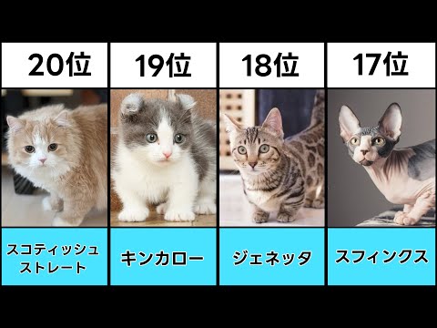 [2024 latest edition] Top 20 popular cat rankings