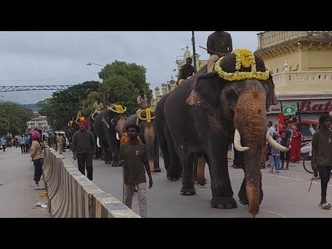 🦣ದಸರಾ ಆನೆಗಳಿಗೆ ಐವತ್ತು ದಿನಗಳ ಟ್ರೈನಿಂಗ್ ಹೇಗಿರುತ್ತದೆ ನೋಡಿ 🦣||dasara elephant trying #mysoredasara2023