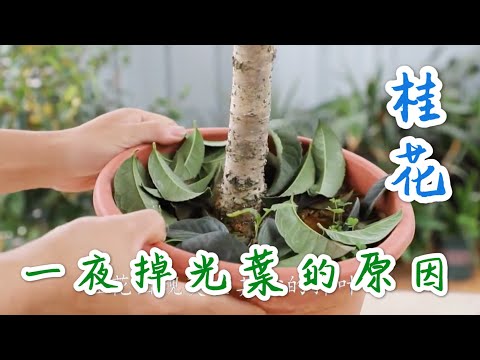 【天天小花農】桂花一夜間掉了葉片，葉片沒有任何異樣，告訴你三個原因