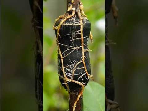 Cool Method, Grafting Guava Trees By Air Layering#shorts