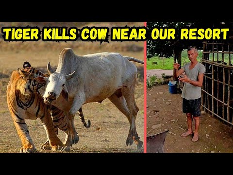 Tiger Kills Cow in Jim Corbett near our Resort | Corbett Nirvana Resort