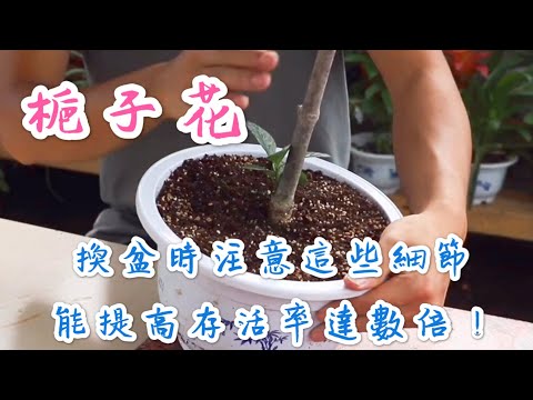 【天天小花農】梔子花，換盆時注意這些細節，能提高存活率數倍！