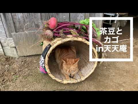 猫が畑でニャルソック　no85