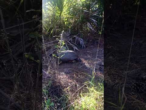 Gopher Tortoise | Nature's Oldest Architects #wildlife