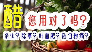 科学告诉你【醋】在菜园里的10大错误应用+ 正确使用方法💡, 杀虫杀菌预防白粉病，除杂草生根剂催芽, 除蚂蚁叶面肥, 哪个对？