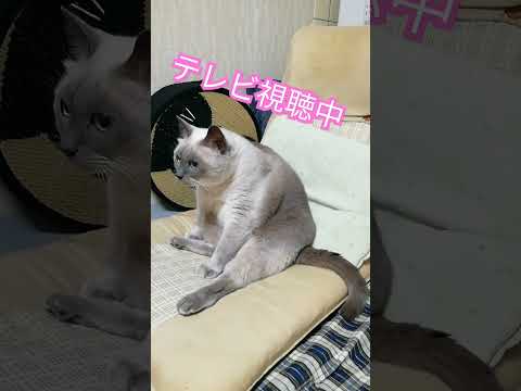 【くつろぎお猫様】TVを見るテトちゃん　#shorts #ねこ　#座椅子　#tv