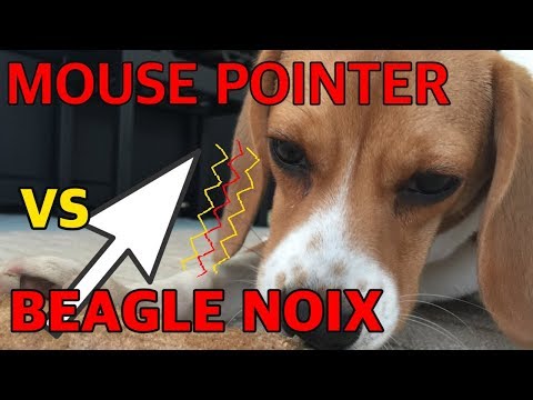 MOUSE POINTER vs BEAGLE NOIX !!【マウスポインター対ビーグルノワ】