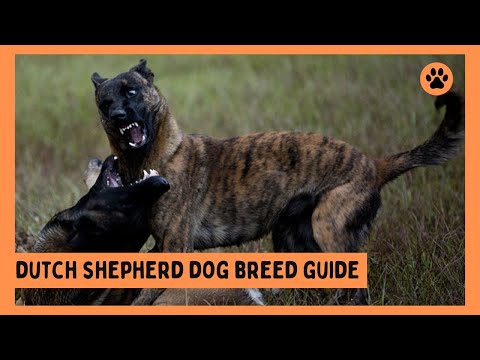 The Dutch Shepherd: Dog Breed Guide