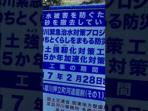 只今、稲城市まで進行中…多摩川 治水工事（ヒラタの楽園、消滅しまくり💔）