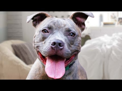 Funny Pitbull Dog Compilation NEW