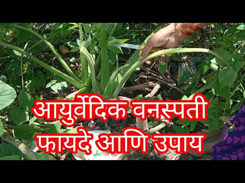 आयुर्वेदिक वनस्पती फायदे आणि उपाय