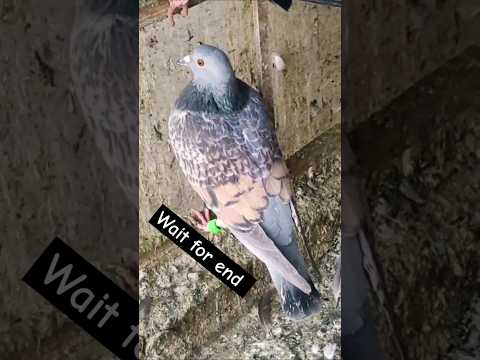 Chekar pigeon #kabootar #shortvideo #shorts #viralvideo