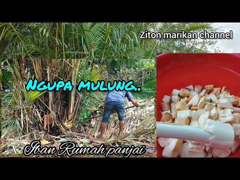 Ngupa mulung.. pengawa iban rumah panjai